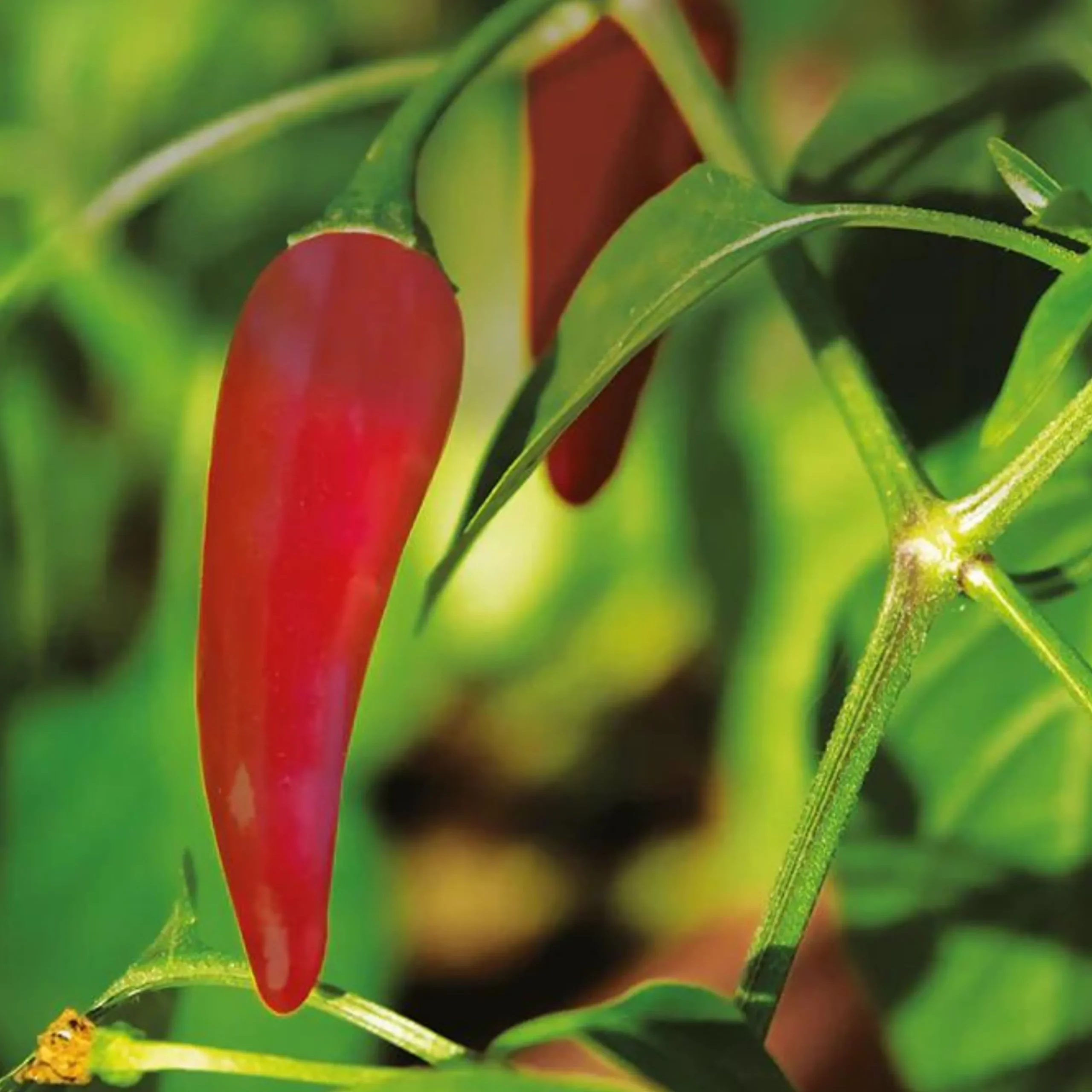 Chili Burn 60t
